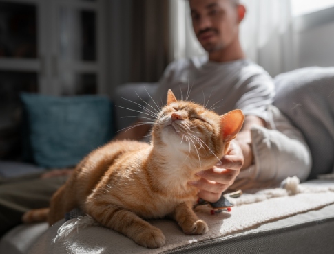 Pets in Rental Properties Explained for North London Landlords