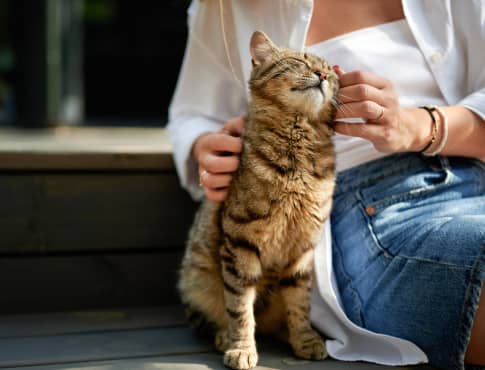 Can North London Tenants Have Pets in Rental Property (2026)?