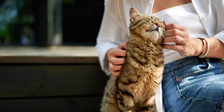 are pets allowed in rental properties