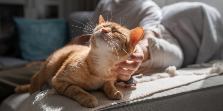 pets in rental properties law uk 2025